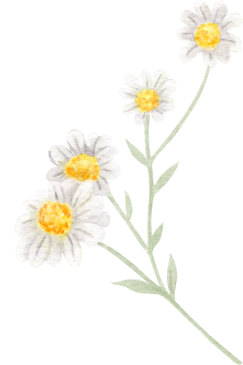 Chamomile Flower